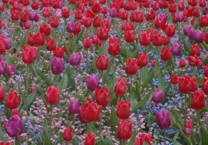 Jardin Luxembourg röd-lila