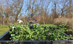 Pelargoner på väg