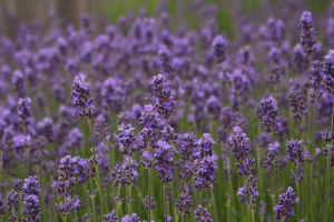 Lavendel2