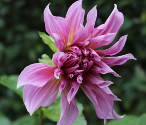 Dahlia nov 14