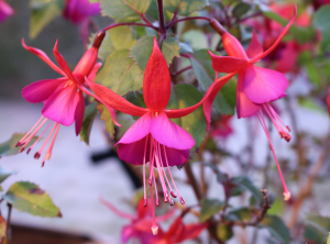 4.5 Fuchsia